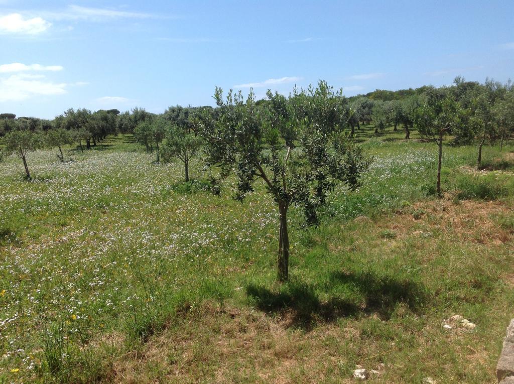 Appartamenti In Villa Senia Favignana Eksteriør billede